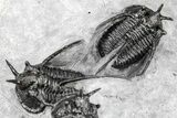 Three Cyphaspis Trilobites With Kayserops - Mrakib, Morocco #209817-10